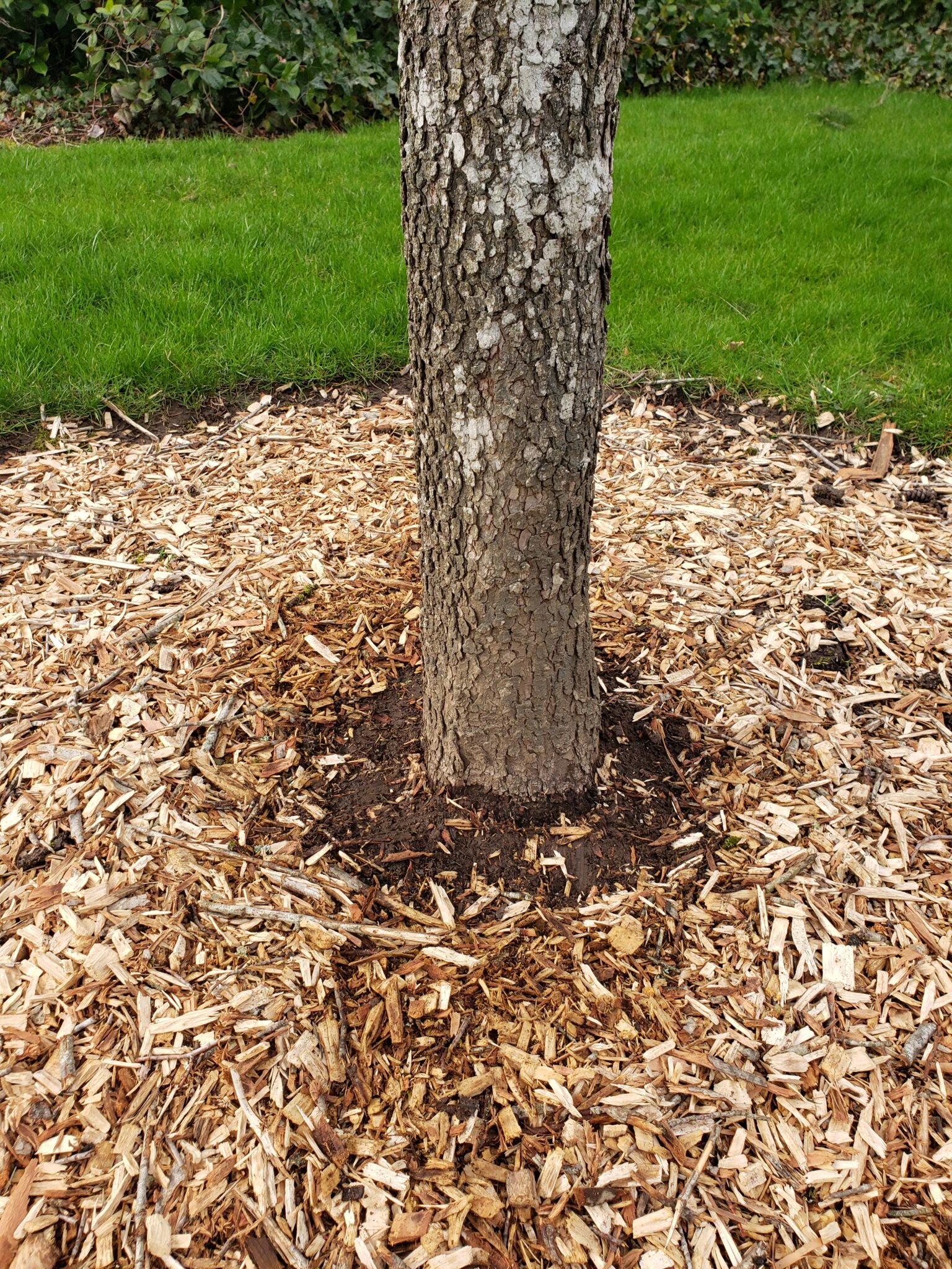 Arborist Advice: Mulch your trees - For The Love Of Trees, LLC : For ...