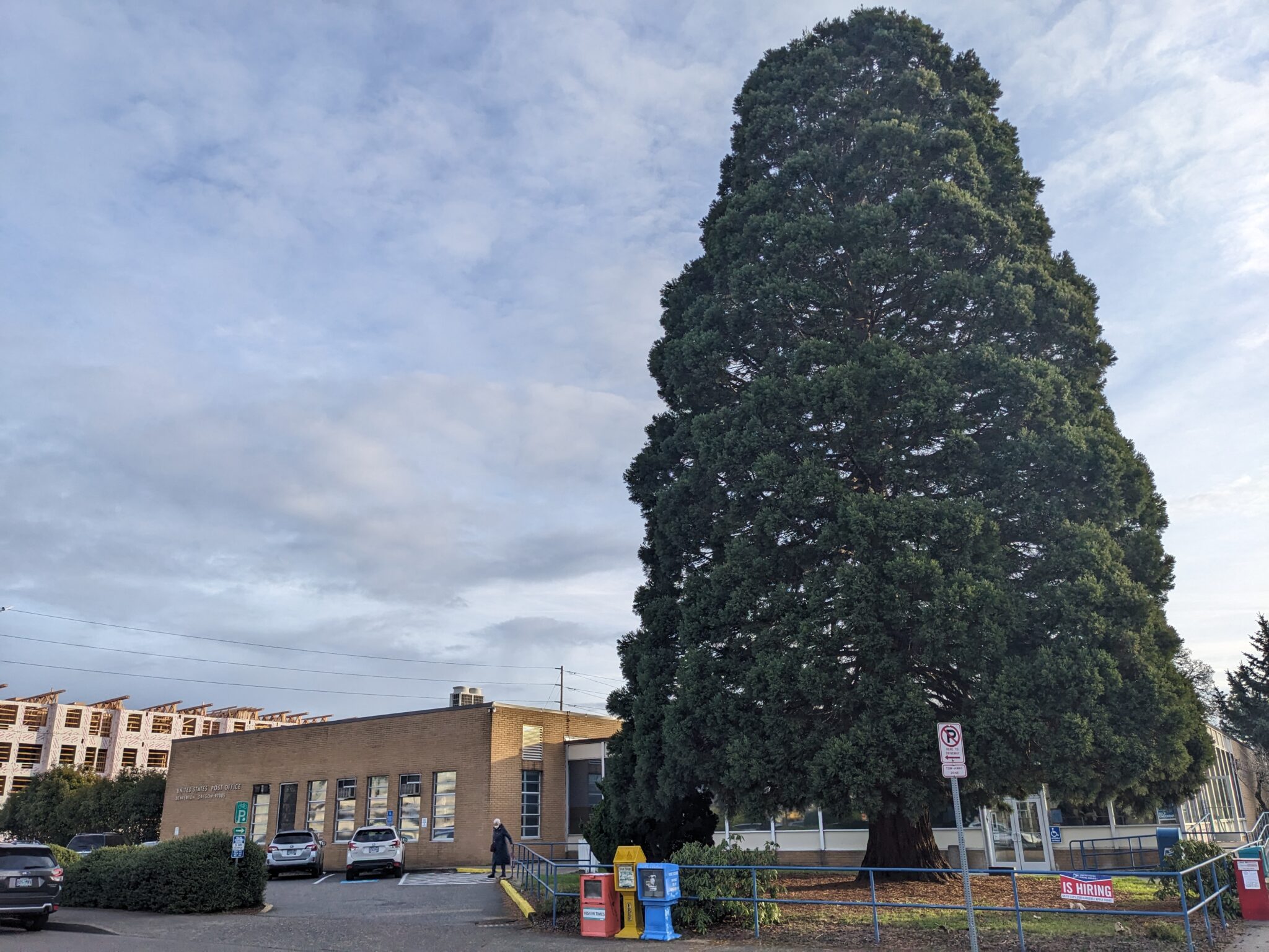 Tree Highlight: Giant Sequoia - For The Love Of Trees, LLC : For The